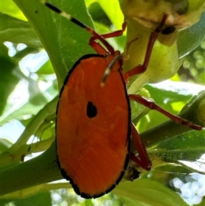 Musgraveia sulciventris (Bronze Orange Bug) at Aranda, ACT by Jubeyjubes