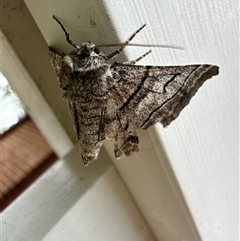 Hypobapta (genus) (A Geometer moth) at Aranda, ACT - 5 Dec 2024 by Jubeyjubes