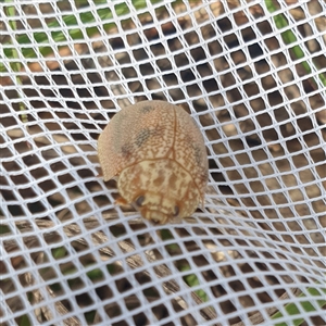 Paropsis atomaria at Farrer, ACT - 4 Dec 2024 02:42 PM