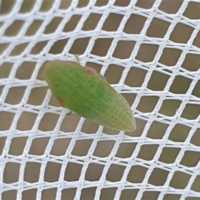 Ledrinae (subfamily) (A Flat-headed Leafhopper) at Farrer, ACT - 4 Dec 2024 by gregbaines