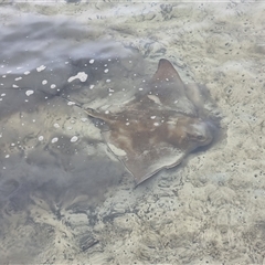 Myliobatis tenuicaudatus at Merimbula, NSW - 4 Dec 2024 by MattYoung