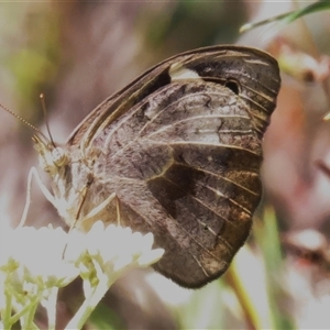 Heteronympha merope at Tharwa, ACT - 5 Dec 2024 11:05 AM