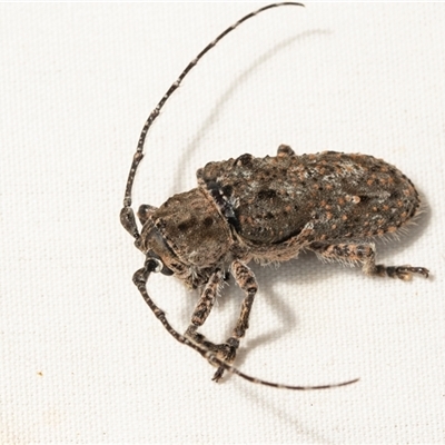 Rhytiphora nodosa (A longhorn or longicorn beetle) at Higgins, ACT - 5 Dec 2024 by AlisonMilton