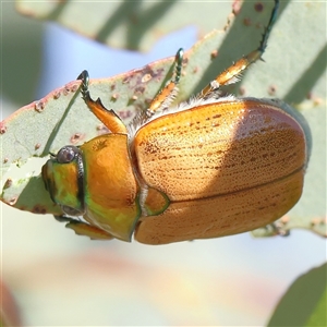 Anoplognathus brunnipennis at Gundaroo, NSW - 2 Dec 2024