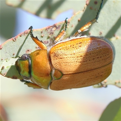 Unidentified Beetle (Coleoptera) at Gundaroo, NSW - 1 Dec 2024 by ConBoekel