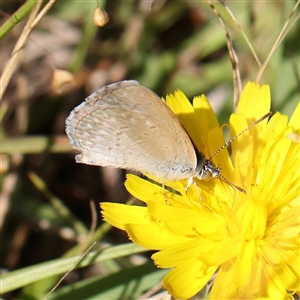 Zizina otis (Common Grass-Blue) at Gundaroo, NSW by ConBoekel