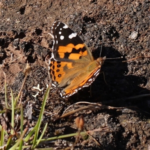 Vanessa kershawi (Australian Painted Lady) at Gundaroo, NSW by ConBoekel