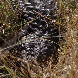 Tiliqua rugosa (Shingleback Lizard) at Gundaroo, NSW by ConBoekel