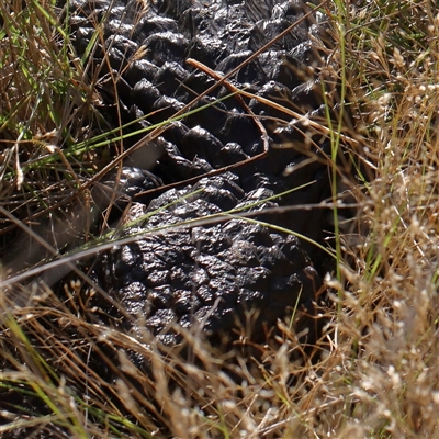 Tiliqua rugosa (Shingleback Lizard) at Gundaroo, NSW - 1 Dec 2024 by ConBoekel