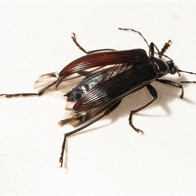 Homotrysis lugubris (Darkling beetle) at Higgins, ACT - 5 Dec 2024 by AlisonMilton