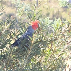 Callocephalon fimbriatum (Gang-gang Cockatoo) at Gundaroo, NSW - 2 Dec 2024 by ConBoekel