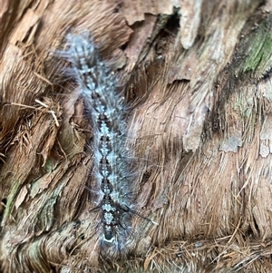 Lasiocampidae (family) immature at Bonny Hills, NSW by pls047