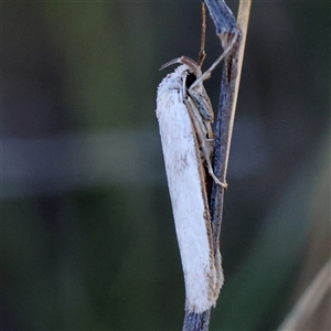 Philobota productella (Pasture Tunnel Moth) at Gundaroo, NSW by ConBoekel