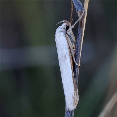 Philobota productella (Pasture Tunnel Moth) at Gundaroo, NSW - 1 Dec 2024 by ConBoekel