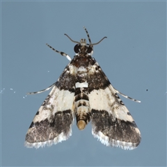 Nacoleia mesochlora (Pied Crambid) at Ainslie, ACT - 4 Dec 2024 by jb2602