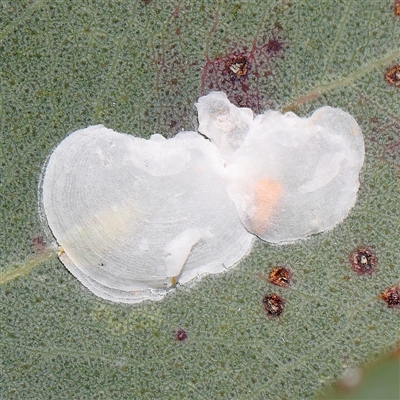 Lasiopsylla sp. (genus) (Psyllid or Lerp insect) at Gundaroo, NSW - 1 Dec 2024 by ConBoekel