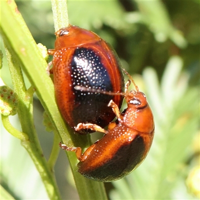 Dicranosterna immaculata (Acacia leaf beetle) at Gundaroo, NSW - 1 Dec 2024 by ConBoekel