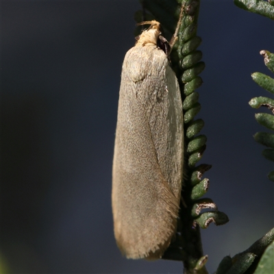 Telocharacta (genus) (A Concealer moth (Philobota Group)) at Gundaroo, NSW - 2 Dec 2024 by ConBoekel