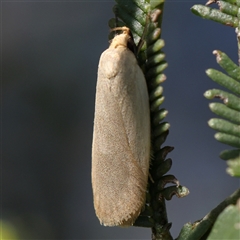 Telocharacta (genus) at Gundaroo, NSW - 2 Dec 2024 09:21 AM