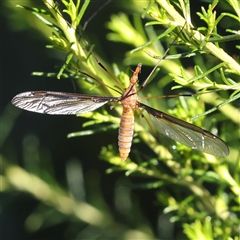 Leptotarsus (Leptotarsus) sp.(genus) (A Crane Fly) at Gundaroo, NSW - 1 Dec 2024 by ConBoekel