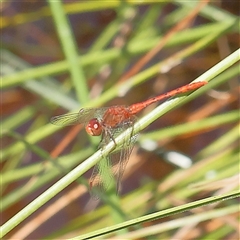 Diplacodes bipunctata (Wandering Percher) at Gundaroo, NSW - 1 Dec 2024 by ConBoekel