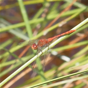 Diplacodes bipunctata at Gundaroo, NSW - 2 Dec 2024