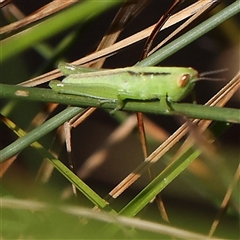 Bermius brachycerus (A grasshopper) at Gundaroo, NSW - 2 Dec 2024 by ConBoekel