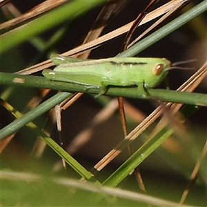 Bermius brachycerus (A grasshopper) at Gundaroo, NSW by ConBoekel