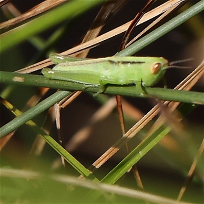 Bermius brachycerus (A grasshopper) at Gundaroo, NSW - 2 Dec 2024 by ConBoekel