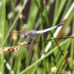 Orthetrum caledonicum (Blue Skimmer) at Gundaroo, NSW - 2 Dec 2024 by ConBoekel