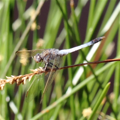 Orthetrum caledonicum (Blue Skimmer) at Gundaroo, NSW - 2 Dec 2024 by ConBoekel