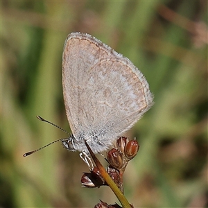 Zizina otis at Gundaroo, NSW - 2 Dec 2024