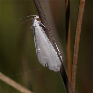 Tipanaea patulella (A Crambid moth) at Gundaroo, NSW by ConBoekel