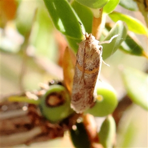 Phycitinae (subfamily) at Gundaroo, NSW - 2 Dec 2024 10:05 AM