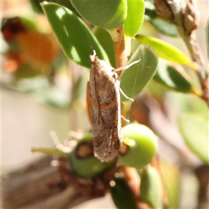 Phycitinae (subfamily) at Gundaroo, NSW - 2 Dec 2024 10:05 AM