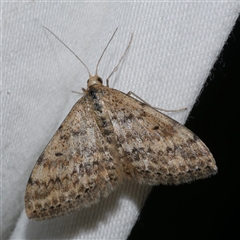 Scopula rubraria (Reddish Wave, Plantain Moth) at Freshwater Creek, VIC - 15 Apr 2020 by WendyEM