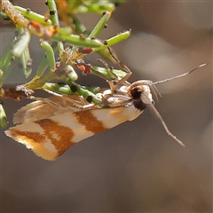 Tanyzancla atricollis (A Concealer moth (Wingia group) at Gundaroo, NSW - 1 Dec 2024 by ConBoekel