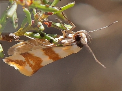 Tanyzancla atricollis (A Concealer moth (Wingia group) at Gundaroo, NSW - 2 Dec 2024 by ConBoekel