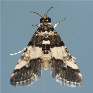 Nacoleia mesochlora (Pied Crambid) at Ainslie, ACT by jb2602