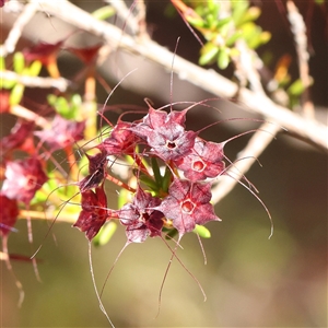 Calytrix tetragona at Gundaroo, NSW - 2 Dec 2024 10:27 AM