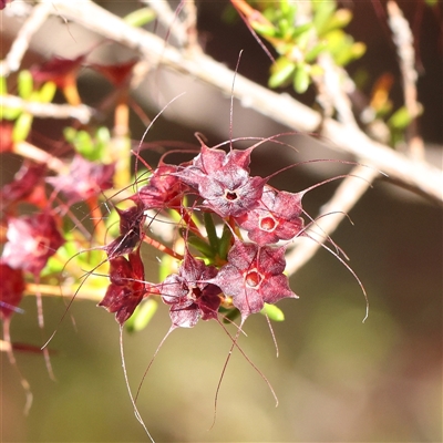 Calytrix tetragona (Common Fringe-myrtle) at Gundaroo, NSW - 1 Dec 2024 by ConBoekel