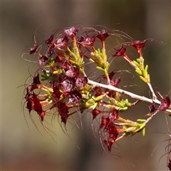 Calytrix tetragona at Gundaroo, NSW - 2 Dec 2024 10:27 AM