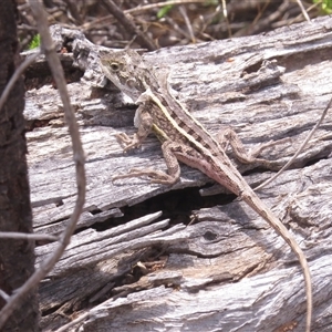 Diporiphora nobbi at Tharwa, ACT - 5 Dec 2024 11:38 AM