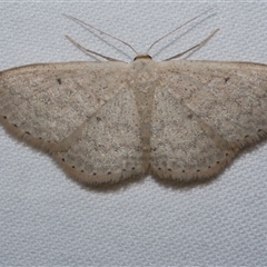 Scopula optivata (Varied Wave) at Freshwater Creek, VIC - 15 Apr 2020 by WendyEM