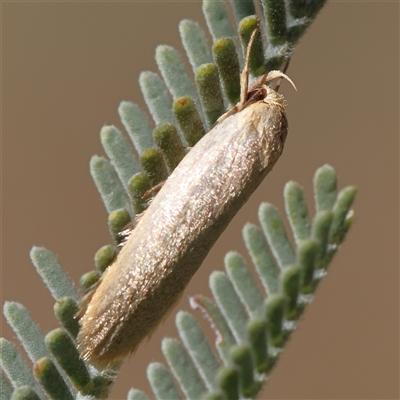 Orescoa orites at Gundaroo, NSW - 1 Dec 2024 by ConBoekel