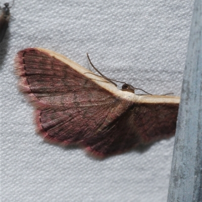 Idaea inversata (Purple Wave) at Freshwater Creek, VIC - 15 Apr 2020 by WendyEM