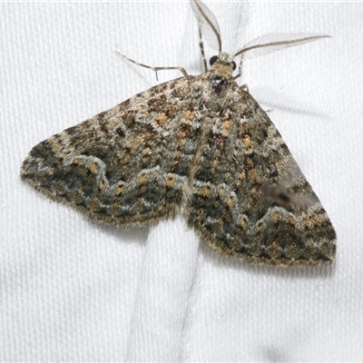 Xanthorhoe xanthospila (Yellow-spotted Carpet) at Freshwater Creek, VIC - 15 Apr 2020 by WendyEM