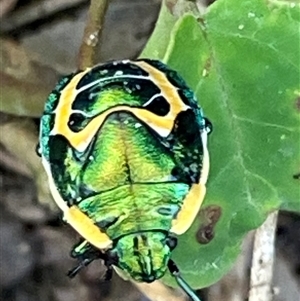 Scutiphora pedicellata (Metallic Jewel Bug) at Bonny Hills, NSW by pls047