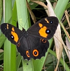 Tisiphone abeona (Varied Sword-grass Brown) at Bonny Hills, NSW - 10 Nov 2024 by pls047