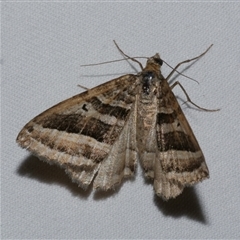 Xanthorhoe percrassata (Broad-barred Carpet) at Freshwater Creek, VIC - 15 Apr 2020 by WendyEM